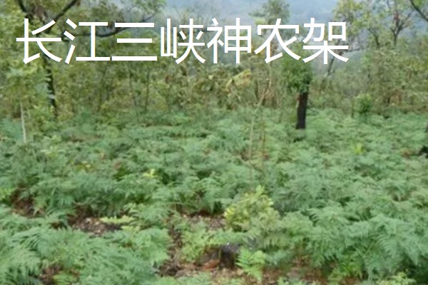 天麻的四大产地,产地包括长江三峡神农架、云贵高原等