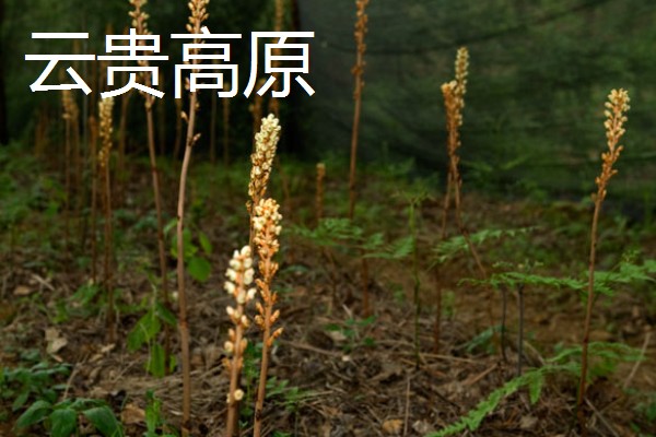 天麻的四大产地,产地包括长江三峡神农架、云贵高原等