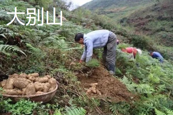 天麻的四大产地,产地包括长江三峡神农架、云贵高原等