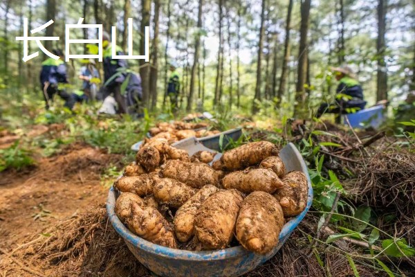 天麻的四大产地,产地包括长江三峡神农架、云贵高原等