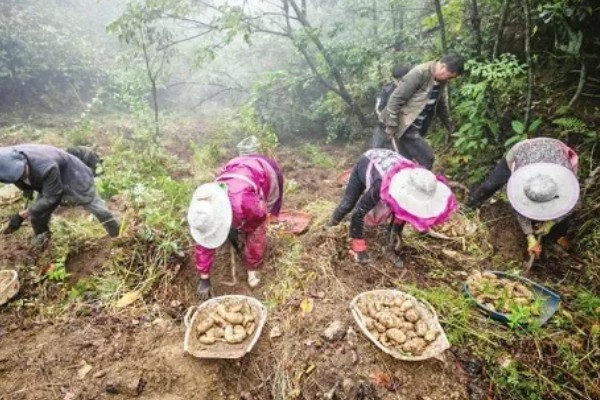 天麻的四大产地,产地包括长江三峡神农架、云贵高原等