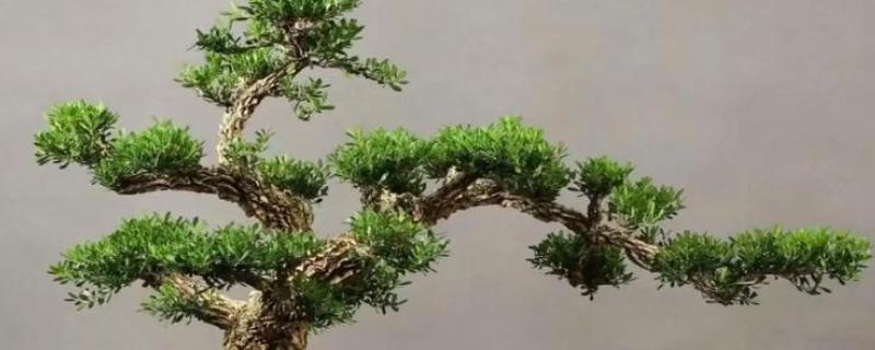 小叶黄杨怎么养殖，生长期间每周浇水2-3次