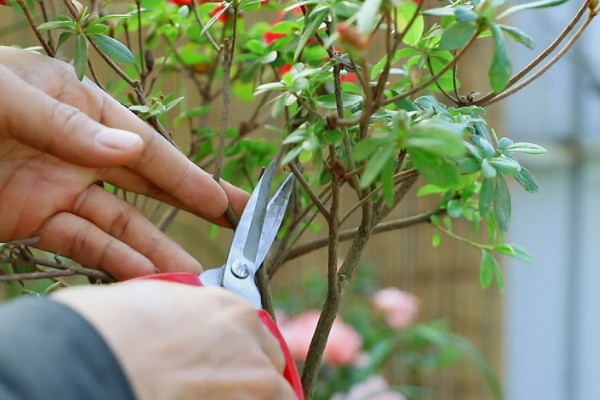 杜鹃花花后如何修剪，花后及时修剪残花