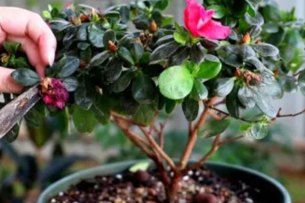 杜鹃花花后如何修剪，花后及时修剪残花