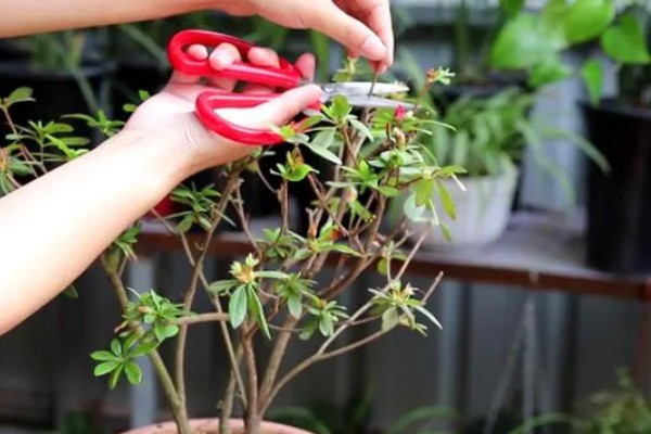 杜鹃花花后如何修剪，花后及时修剪残花