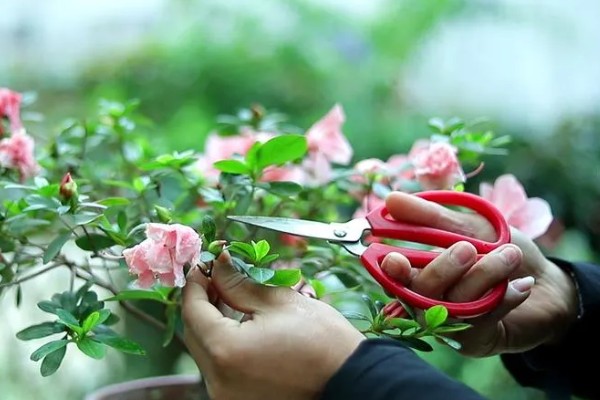 杜鹃花花后如何修剪，花后及时修剪残花