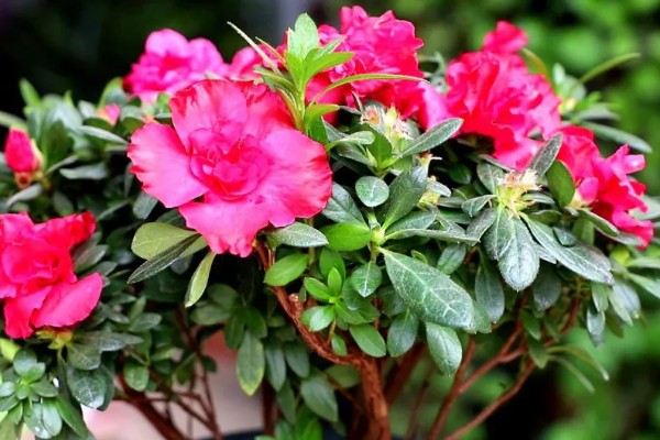 杜鹃花花后如何修剪，花后及时修剪残花