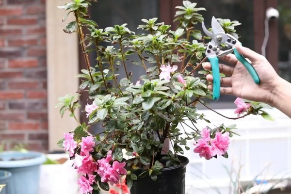杜鹃花花后如何修剪，花后及时修剪残花