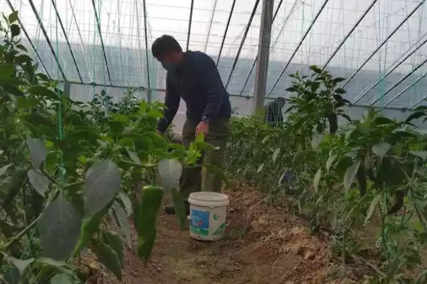 冬季蔬菜种植如何补光,可以采用机械卷帘