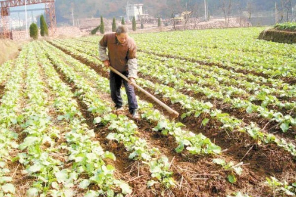 冬季蔬菜种植如何补光,可以采用机械卷帘
