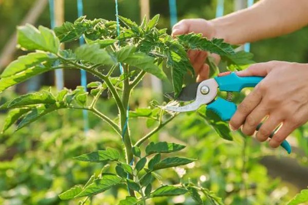 冬季蔬菜种植如何补光,可以采用机械卷帘