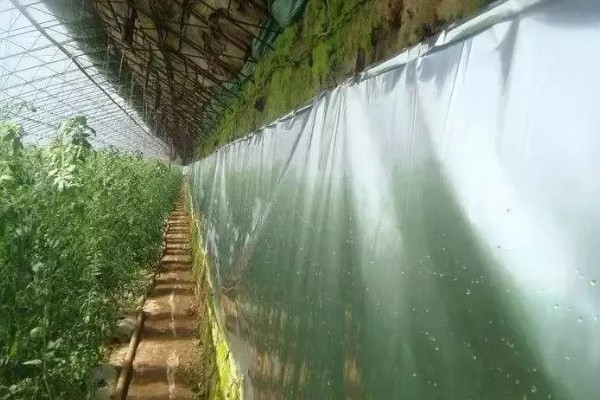 冬季蔬菜种植如何补光,可以采用机械卷帘