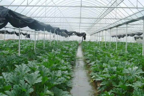 冬季蔬菜种植如何补光,可以采用机械卷帘