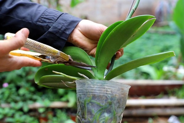 蝴蝶兰如何修剪叶子，最好使用比较锋利的剪刀来修剪