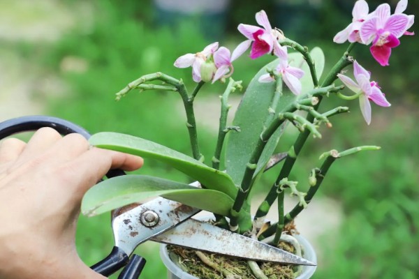 蝴蝶兰如何修剪叶子，最好使用比较锋利的剪刀来修剪