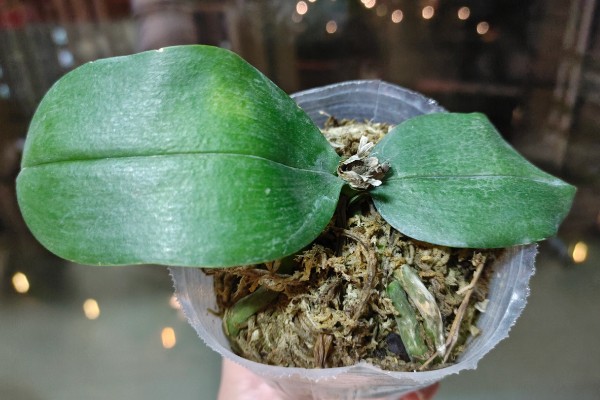 蝴蝶兰如何修剪叶子，最好使用比较锋利的剪刀来修剪