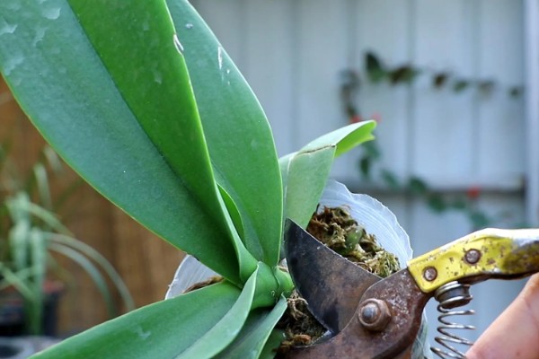 蝴蝶兰如何修剪叶子，最好使用比较锋利的剪刀来修剪