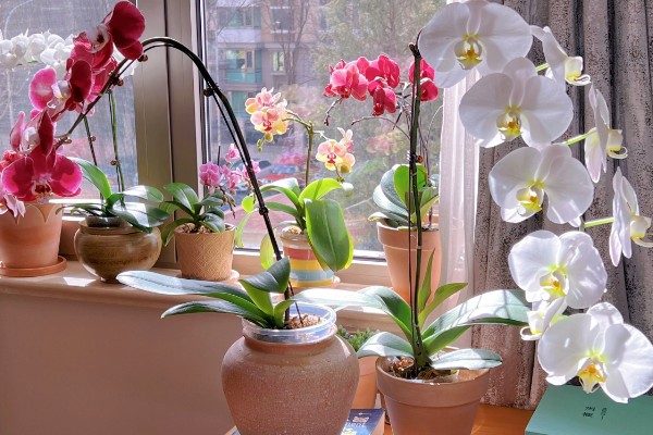 蝴蝶兰如何修剪叶子，最好使用比较锋利的剪刀来修剪