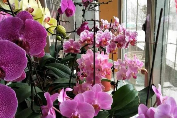 蝴蝶兰如何修剪叶子，最好使用比较锋利的剪刀来修剪