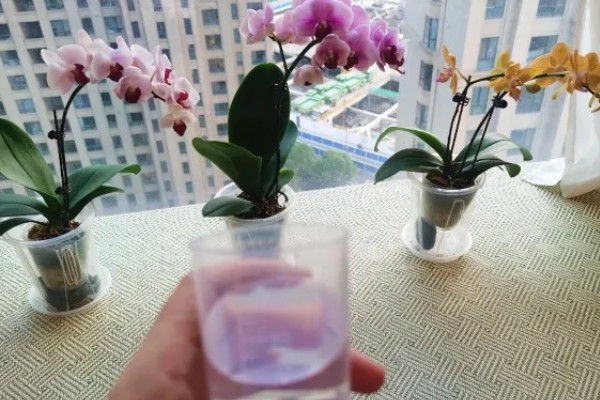 蝴蝶兰如何修剪叶子，最好使用比较锋利的剪刀来修剪