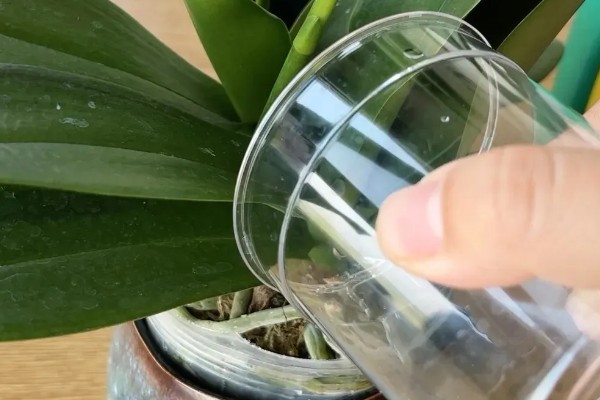 蝴蝶兰如何修剪叶子，最好使用比较锋利的剪刀来修剪