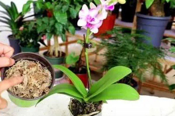 蝴蝶兰如何修剪叶子，最好使用比较锋利的剪刀来修剪