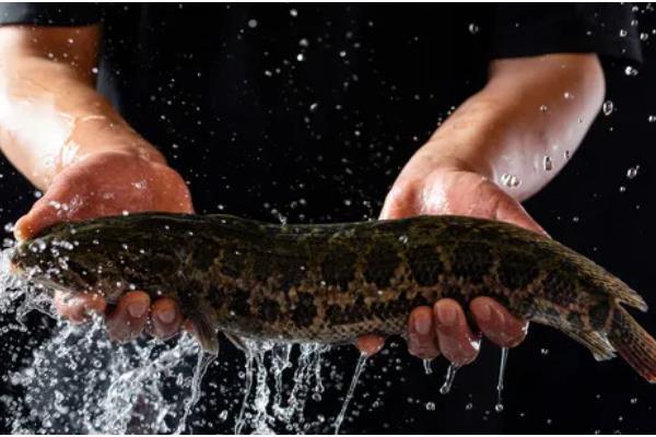 黑鱼与乌鱼有什么区别，二者没有区别只是叫法不同