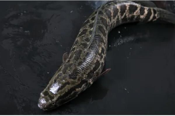 黑鱼与乌鱼有什么区别，二者没有区别只是叫法不同