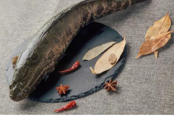 黑鱼与乌鱼有什么区别，二者没有区别只是叫法不同