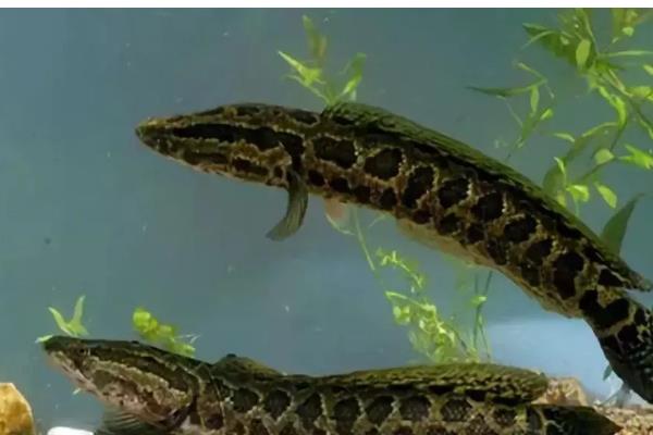 黑鱼与乌鱼有什么区别，二者没有区别只是叫法不同