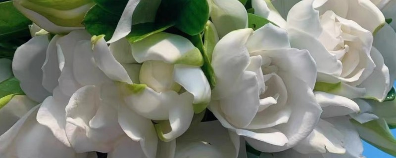 栀子花有虫子了怎么处理，少量的虫子用手或毛巾等将其捏死