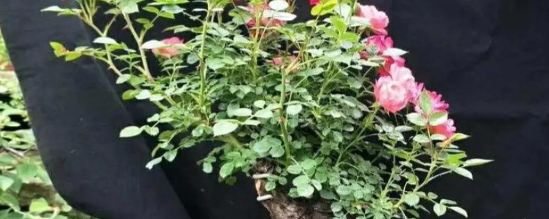 山木香下山桩的栽培方法，用生根剂涂抹树根后再种植