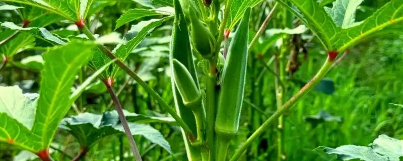 秋葵怎么施肥，出苗3天后亩施尿素100公斤左右