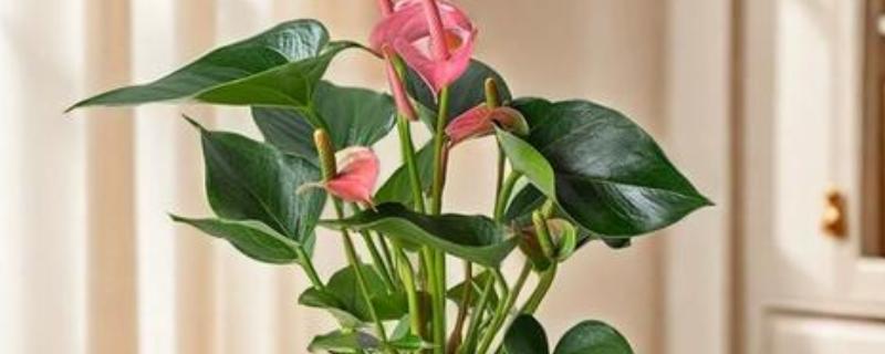 一帆风顺叶子下垂怎么办，受到强光照射要放在阴暗通风处暂养