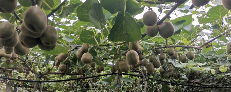 猕猴桃的生长条件有哪些，适合种植的气温在11-17℃