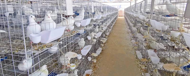 肉鸽和信鸽有什么区别，信鸽一般会带上脚环