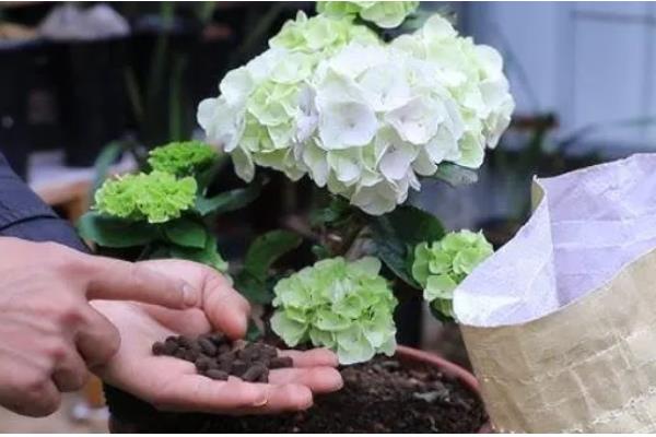 绣球花的养护方法，光照强度减弱后可接受全日照