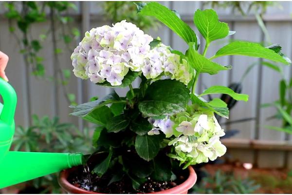 绣球花的养护方法，光照强度减弱后可接受全日照