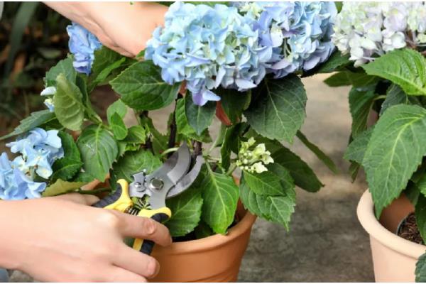 绣球花的养护方法，光照强度减弱后可接受全日照