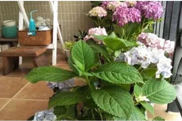 绣球花的养护方法，光照强度减弱后可接受全日照