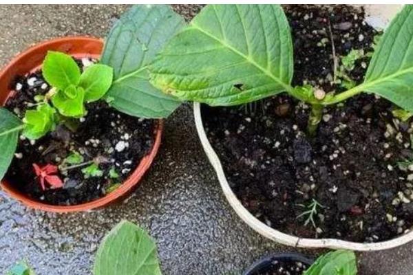 绣球花的养护方法，光照强度减弱后可接受全日照