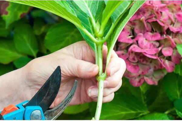 绣球花的养护方法，光照强度减弱后可接受全日照