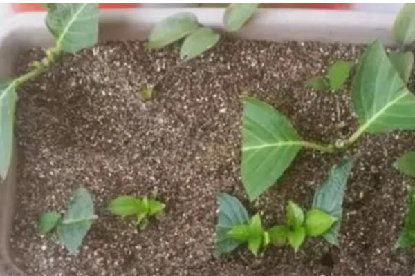 绣球花的养护方法，光照强度减弱后可接受全日照