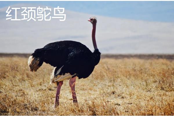 鸵鸟属于什么类,属于鸟类动物