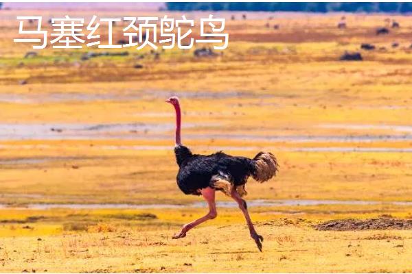 鸵鸟属于什么类,属于鸟类动物