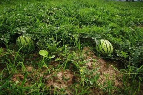 西瓜的适宜种植地区，以下4个区域均适合栽培