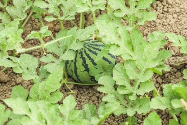 西瓜的适宜种植地区，以下4个区域均适合栽培