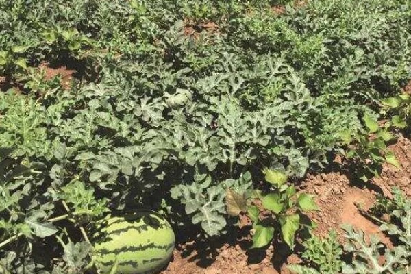 西瓜的适宜种植地区，以下4个区域均适合栽培