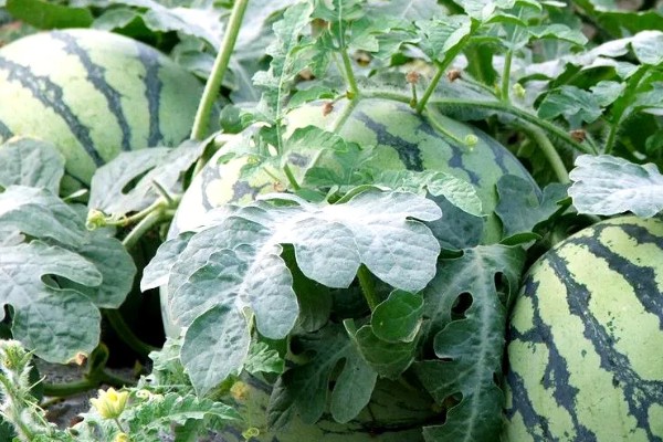 西瓜的适宜种植地区，以下4个区域均适合栽培