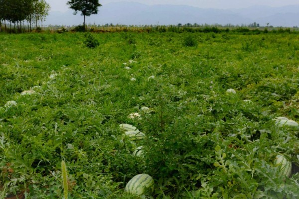 西瓜的适宜种植地区，以下4个区域均适合栽培
